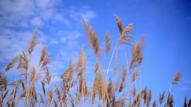 Viento soplando en la caña de caña en un soleado día de primavera — Vídeos de Stock