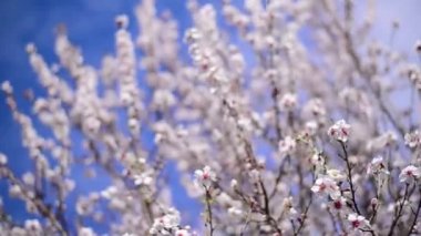 Bahar, beyaz çiçekleri ile kiraz ağacının dalları kiraz çiçekleri. bahar mevsimi.
