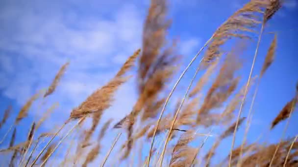 Vento che soffia nella canna di canna in una soleggiata giornata primaverile — Video Stock