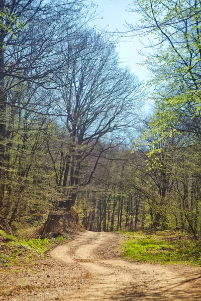 森の中地方道路 — ストック写真