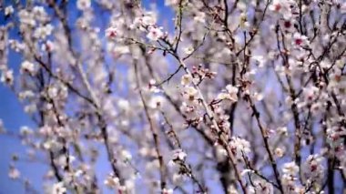 Bahar, beyaz çiçekleri ile kiraz ağacının dalları kiraz çiçekleri. bahar mevsimi.