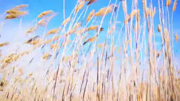 Vítr vane třtiny reed na slunný jarní den — Stock video