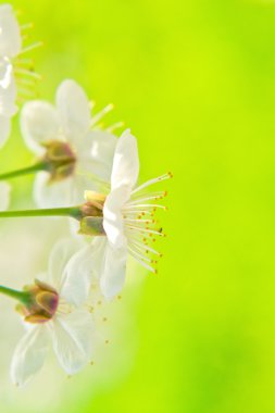 Armut çiçeği bahar arka plan olarak