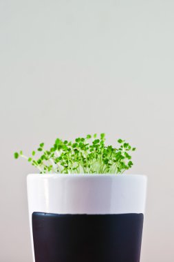 roka veya eruca sativa yavrular 