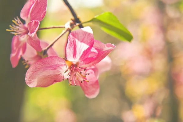 Kvitten blossom som våren bakgrund — Stockfoto