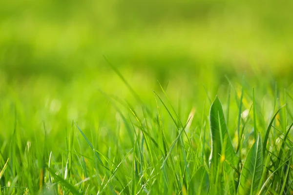 Fresh green grass as spring season background — Stock Photo, Image