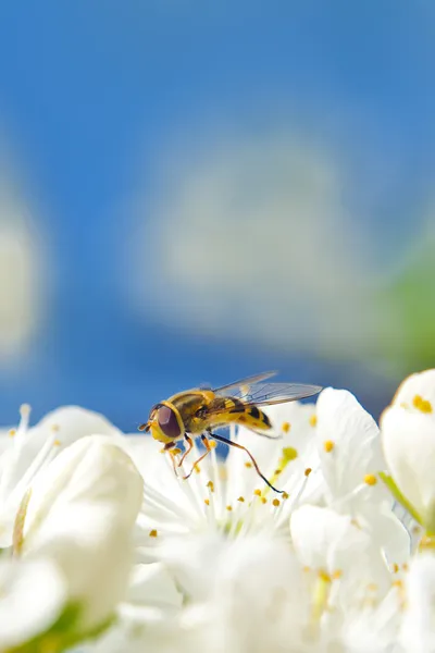 Api che raccolgono polline dal fiore di pera — Foto Stock