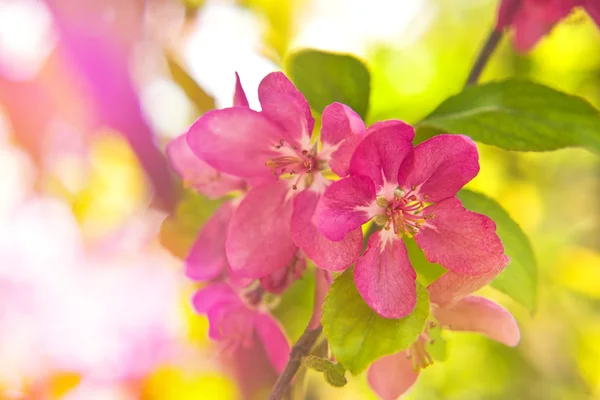 Kweepeer bloesem als lente achtergrond — Stockfoto