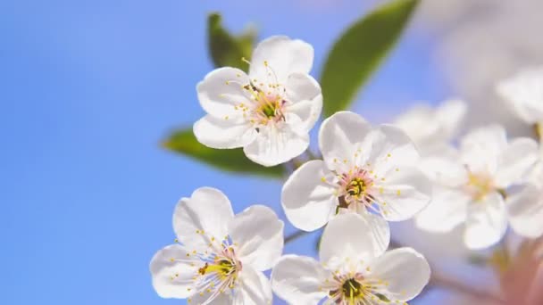 Apple blossoming flowers in the spring as seasonal background. 1920x1080, 1080p, hd footage. — Stock Video