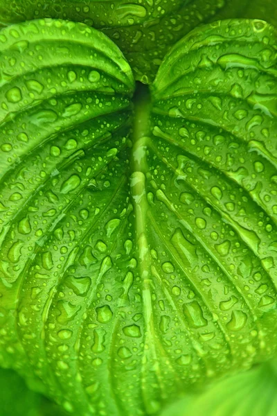 Краплі дощу на зеленому листі рослини — стокове фото