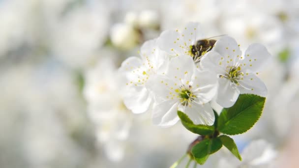 Honey Bee collecting pollen from white pear blossoming flowers. Spring season. 1920x1080, 1080p, hd format. — Stock Video