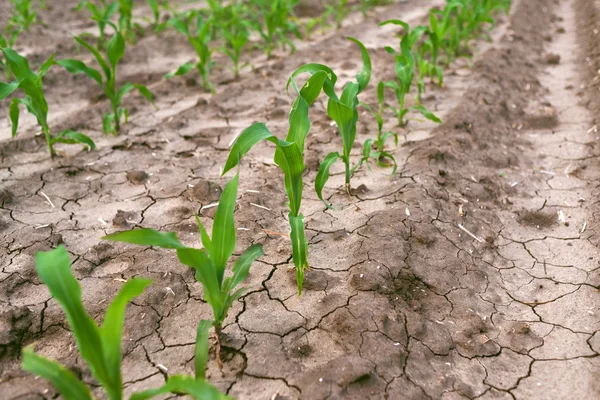 Jovem milho verde no campo agrícola — Fotografia de Stock