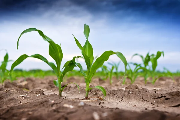 Grano verde giovane in campo agricolo — Foto Stock