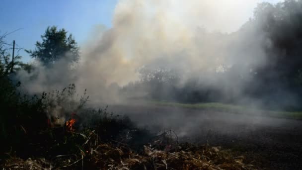 Summer grass is burning in wildfire by the driveway. 1920x1080, full hd footage. — Stock Video