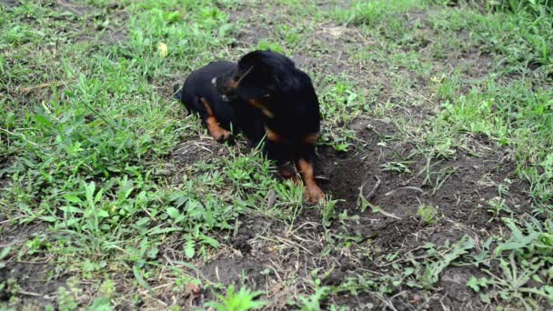 Der süße kleine Hund gräbt gerade ein Loch in den Boden. 1920x1080, 1080p, Full HD Filmmaterial. — Stockvideo