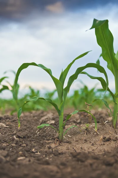 Grüner Mais in der Landwirtschaft — Stockfoto