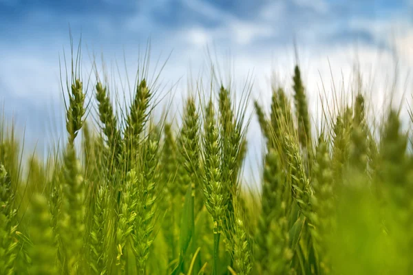 Campo de trigo verde joven —  Fotos de Stock