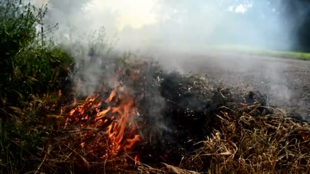 L'herbe d'été brûle dans les feux de forêt par l'allée. 1920x1080, séquences HD complètes .