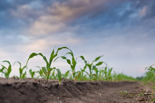 Maíz verde joven en campo agrícola —  Fotos de Stock