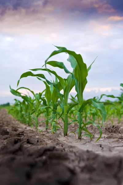 Mladá zelená kukuřice na zemědělském poli — Stock fotografie