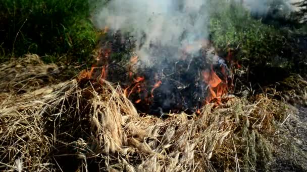 L'herbe d'été brûle dans les feux de forêt par l'allée. 1920x1080, séquences HD complètes . — Video