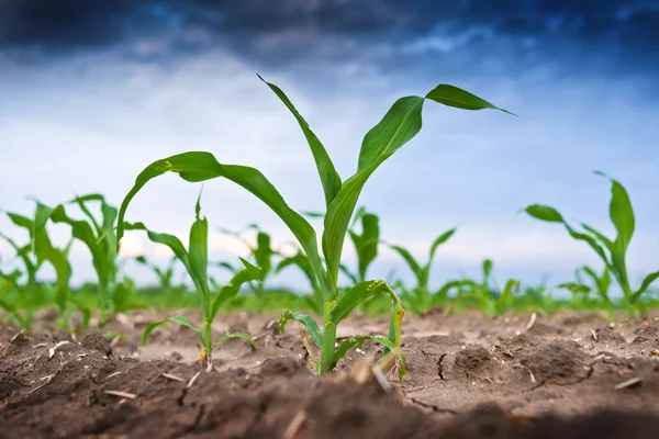 Grano verde giovane in campo agricolo — Foto Stock