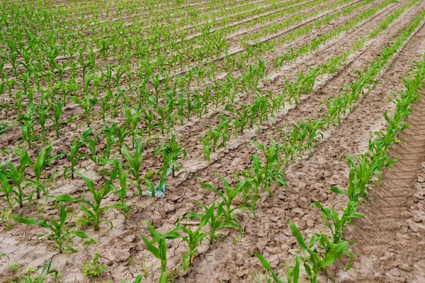 Maïs vert jeune dans le champ agricole — Photo