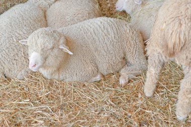 Çiftlikteki koyunlar