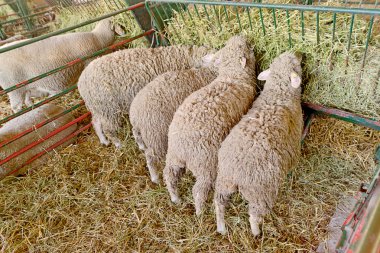 çiftlik yeme üzerine koyun