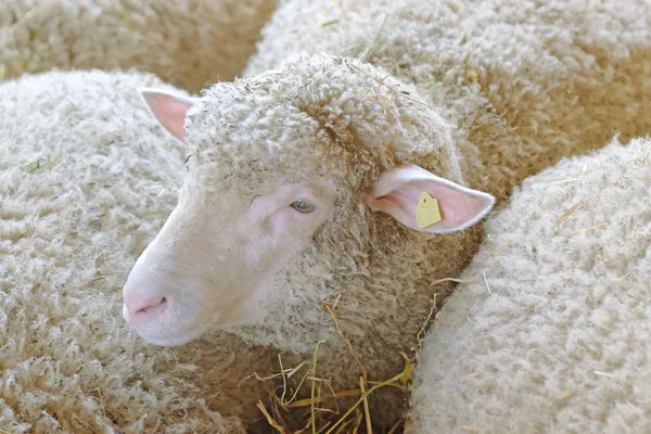 Πρόβατα στην εκμετάλλευση — Φωτογραφία Αρχείου