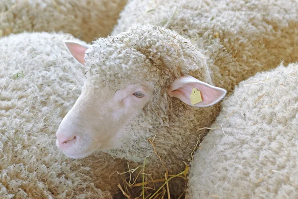 羊写真素材 ロイヤリティフリー羊画像 Depositphotos