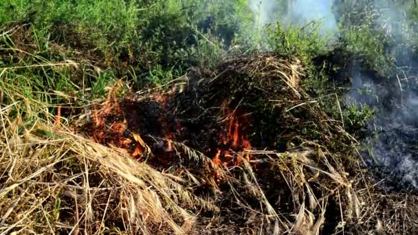 La hierba de verano está ardiendo en incendios forestales, desastres naturales. 1920x1080, metraje completo de alta definición . — Vídeo de stock