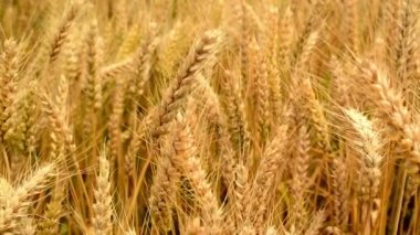 buğday tarlasında. Olgun altın buğday saman karıştı. Tarım hasat mevsimi. 1920 x 1080 full hd ayak.