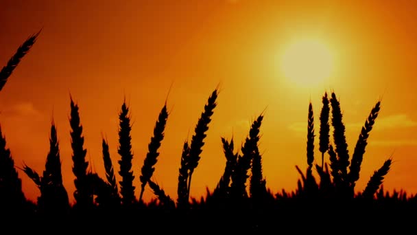 小麦的耳朵在农业栽培的麦田中的剪影。1920 x 1080，完整的高清画面. — 图库视频影像