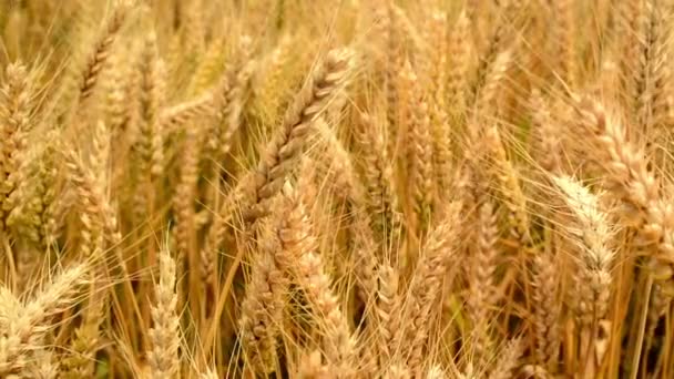 En el campo de trigo. Pajitas maduras de trigo dorado en el viento. Temporada de cosecha agrícola. 1920x1080, metraje completo de alta definición . — Vídeo de stock