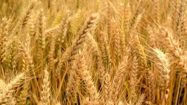 v pšeničné pole. zralé pšenice golden stébla ve větru. zemědělské sezóny sklizně. 1920 x 1080, full hd záběry.