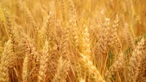 Campo de trigo. espigas de trigo dorado en el campo agrícola cultivado. 1920x1080, metraje completo de alta definición . — Vídeo de stock
