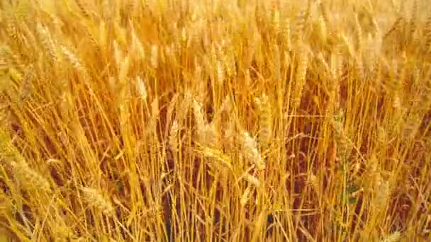 In wheat field. Camera moving through golden ripening wheat ears in harvesting season. 1920x1080, full hd footage. — Stock Video