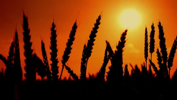 Wheat ears silhouettes in agricultural cultivated wheat field. 1920x1080, full hd footage. — Stock Video