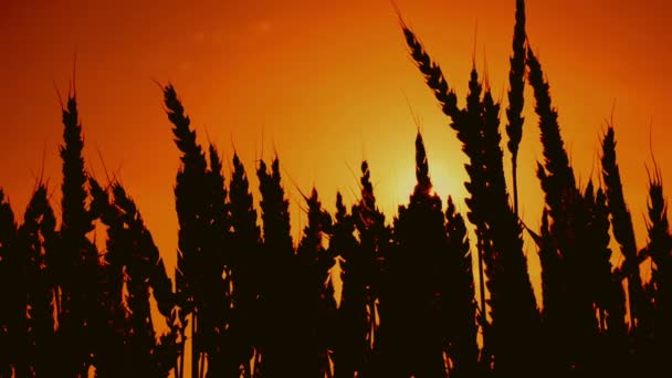 Wheat ears silhouettes in agricultural cultivated wheat field. 1920x1080, full hd footage. — Stock Video