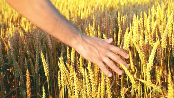 Mani maschili da contadino nel campo di grano. 1920x1080, riprese hd complete . — Video Stock