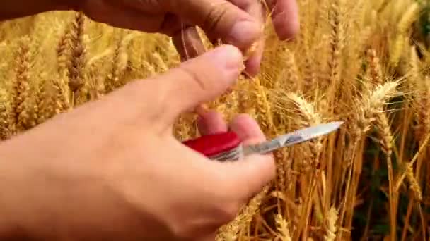 Αρσενικό αγρότης τα χέρια στον τομέα του σίτου. 1920 x 1080, πλήρες βίντεο hd. — Αρχείο Βίντεο