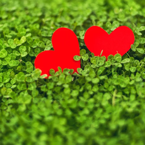 Rött papper hjärtan i gröna klöver — Stockfoto