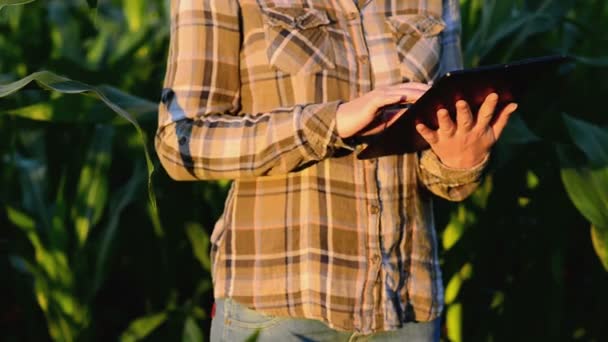 在玉米田使用平板电脑的女人农学家 — 图库视频影像