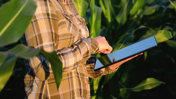 Mulher agrônomo usando computador tablet no campo de milho — Vídeo de Stock