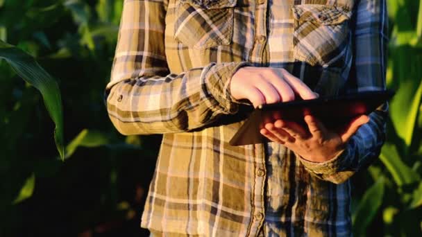 Mujer agrónoma usando tableta en campo de maíz — Vídeos de Stock