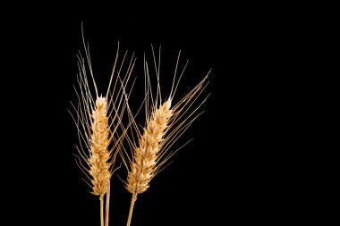 siyah arka plan üzerine izole buğday kulaklar