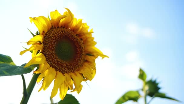 Champ agricole de tournesol au coucher du soleil. 1920x1080 pleine séquence HD . — Video