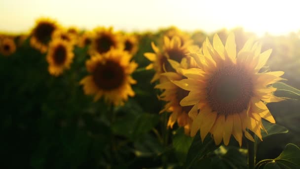 Zonnebloem landbouwgebied in zonsondergang. 1920 x 1080 volledige hd-beelden. — Stockvideo