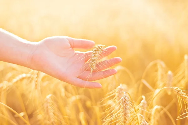 Mano femenina en el campo de trigo agrícola cultivado . —  Fotos de Stock